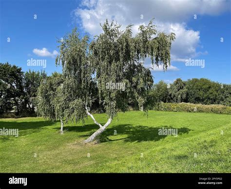 Birkenbaum Birke Betula Ist Ein Heimischer Baum Der Auch Als