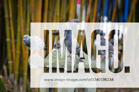 A Shallow Focus Shot Of Pigeons Perched On A Stone Sculpture Einer