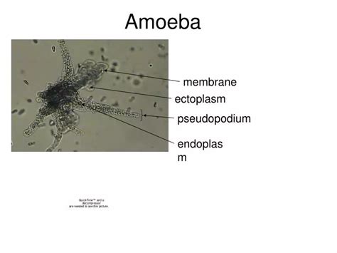 Ppt Amoeba Powerpoint Presentation Free Download Id6663278