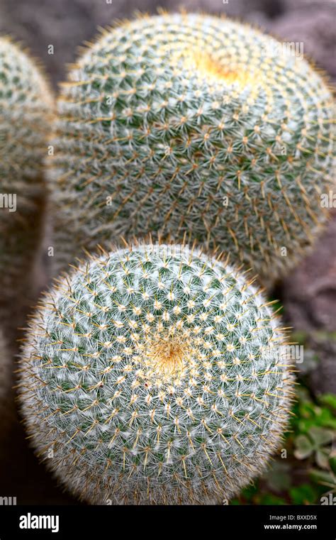 Mammillaria Hi Res Stock Photography And Images Alamy