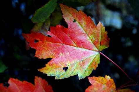 Free picture: autumn, flora, leaf, colors, forest