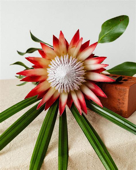 The Majestic Protea: Growing, Caring, and Symbolism Guide – LÖV Flowers