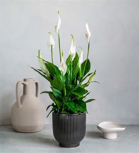 Buy The Peace Lily Spathiphyllum Indoor Houseplant Online