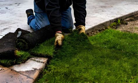 How To Get Rid Of Moss In Lawn Wakeful Home