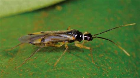 Figuur Tupiocoris Rhododendri Foto Ab Baas Figure Tupiocoris