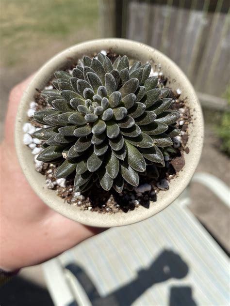 Sinocrassula Yunnanensis Chinese Jade Plant So Aesthetically