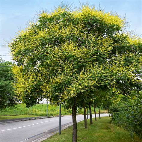 Flowering Golden Raintrees For Sale