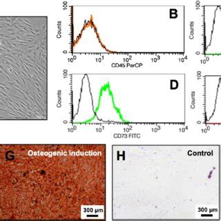 Characterization Of Stem Cells From Apical Papilla A Morphology Of