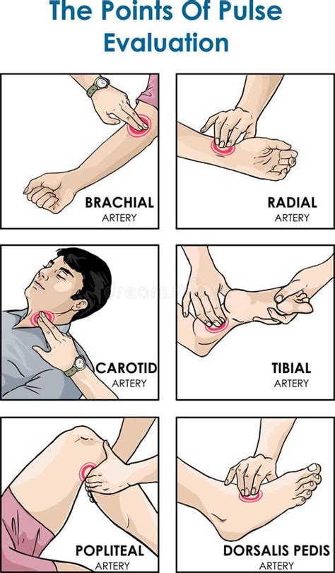 The Major Arteries And Pulse Points On Human Body Vector Illustration