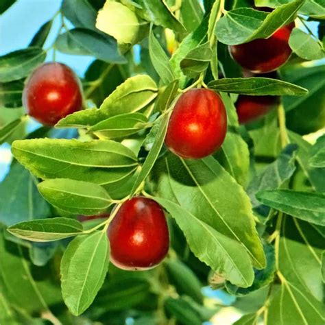 Frutteto Come Coltivare Alberi Da Frutto Orto Da Coltivare