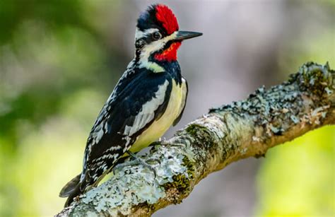 Yellow-bellied Sapsucker - American Bird Conservancy