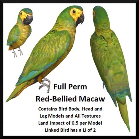 Second Life Marketplace - Full Perm Red-Bellied Macaw