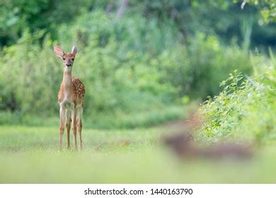 Young Whitetail Deer Fawn Spots Stands Stock Photo 1440163790 ...