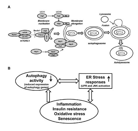 Schematic Presentation Of The Autophagy Process And Its Regulation