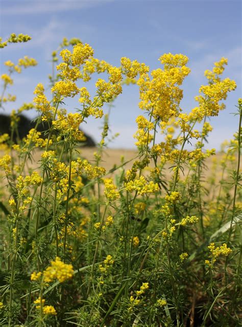 Gaillet vrai Galium verum subsp verum Rubiacée de 20 70 Flickr