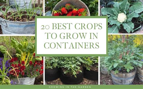 20+ Planting Container Sizes - IestynAtlantis