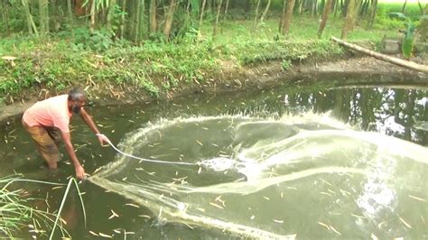 Fishing With Net In Small Village Pond Fish Catching Part 2 Youtube