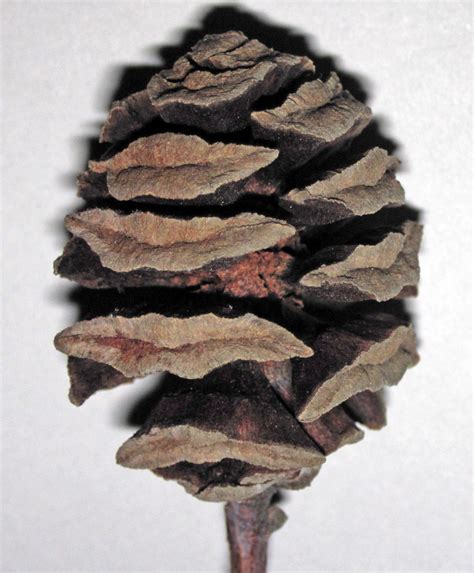 Metasequoia Glyptostroboides Dawn Redwood Cone Flickr