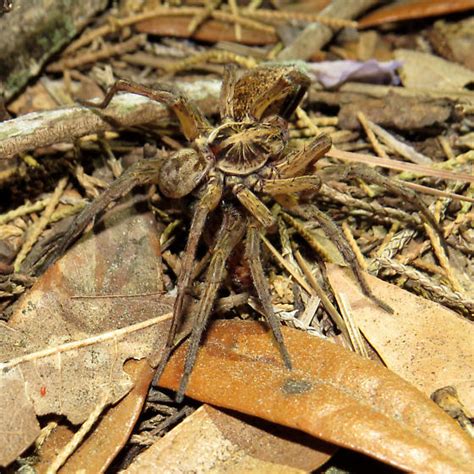 Mating Wolf Spiders Hogna Lenta Bugguide