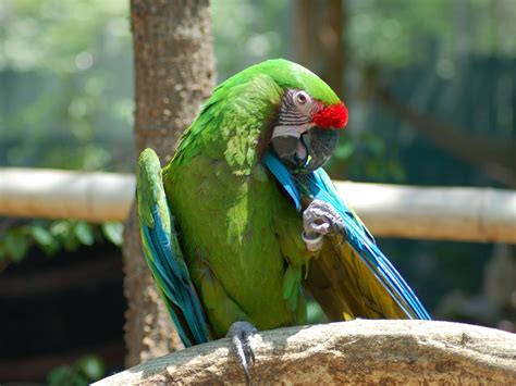 The Online Zoo - Military Macaw