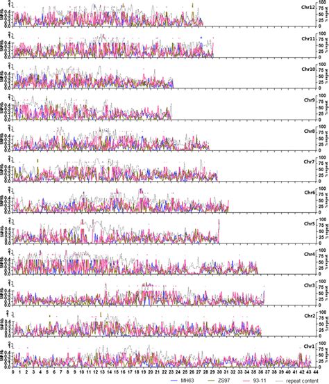 SNP Distributions Across The Nipponbare Chromosomes The SNPs Were