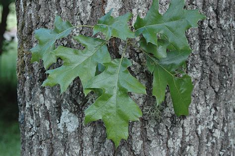 Quercus velutina | Landscape Plants | Oregon State University