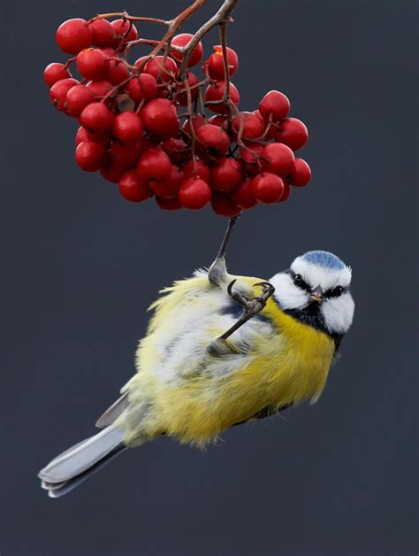 10+ Best Bird Photos Of 2017 Are Here, And They’re Truly Incredible