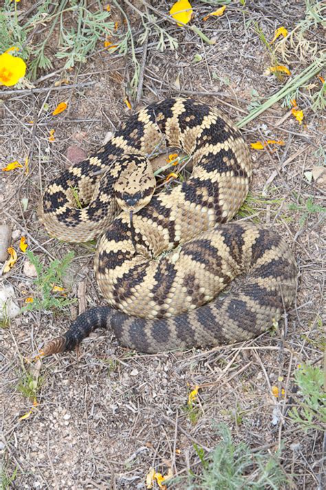 Black-tailed Rattlesnake (Crotalus molossus)