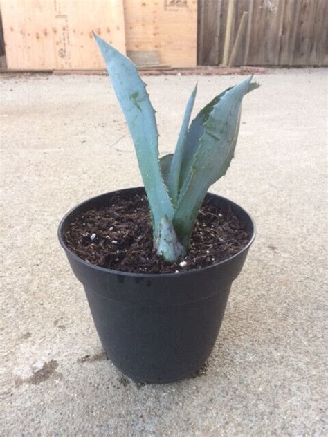 Agave Americana Blue Century Plant Sprouts Set Of Ebay