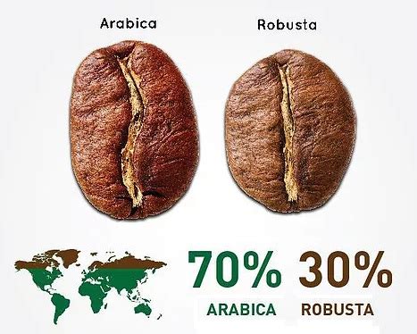 Quelles sont les différences entre les cafés Arabica et Robusta le