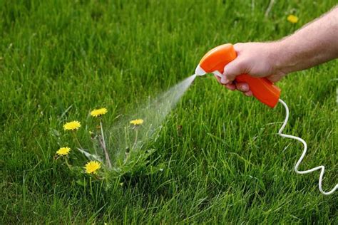 how long does it take roundup to work before rain