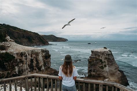 Muriwai Gannet Colony | Riparide