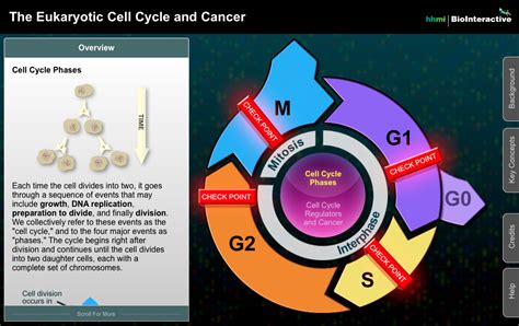 The Eukaryotic Cell Cycle And Cancer Astronaut 3 Media Group