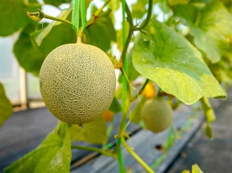 Cantaloupe Leaves Turning Yellow Gardential