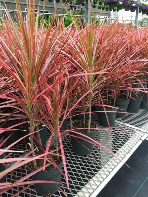 Dracaena Marginata Colorama Capogna Flowers Planting Flowers