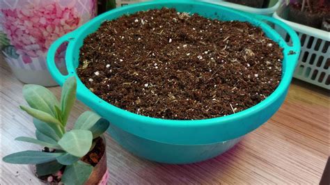ПРОБУЮ НОВЫЙ ГРУНТ ДЛЯ ВЫСОКОРОСЛОЙ ЭУСТОМЫ 🌱/МОИ ОШИБКИ В СЕЗОНЕ 2021🤔 ...