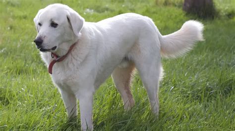 English Cream Labrador: The Ultimate Lab Retriever- LabraJoy