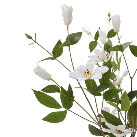 White Florida Clematis | Wholesale by Hill Interiors