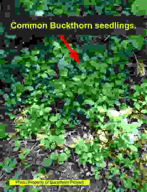 Buckthorn Identification | Buckthorn Project