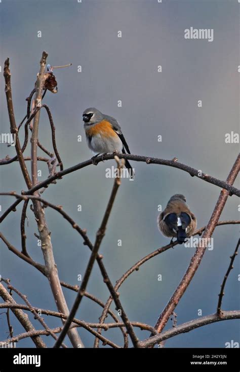 Grey Headed Bullfinch Pyrrhula Erythaca Erythaca Adult Pair Perched