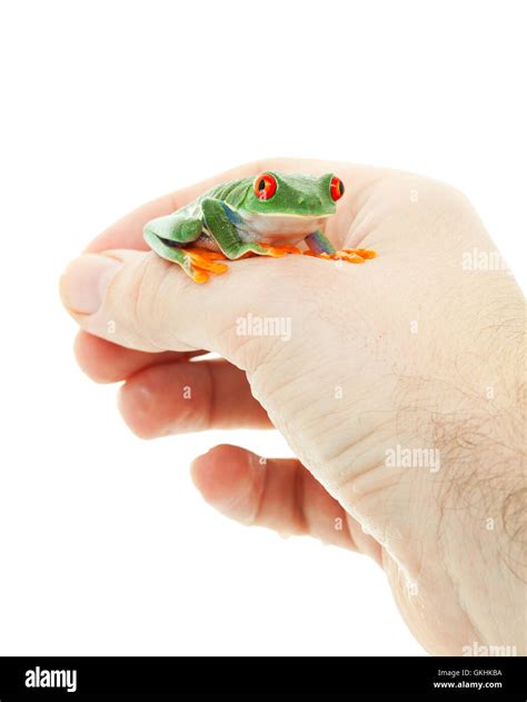 Pet Tree Frog Stock Photo - Alamy