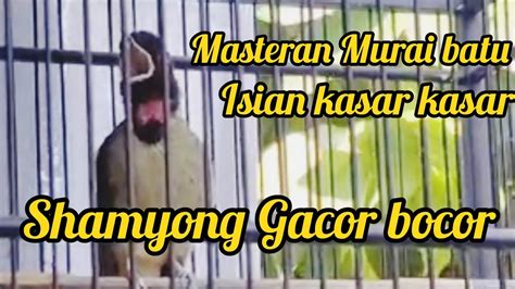 Shamyong Gacor Bocor Pas Banget Buat Masteran Murai YouTube