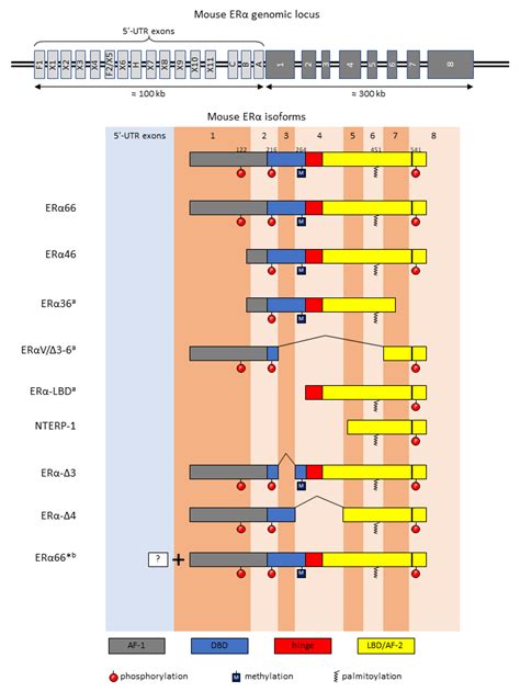 Cells Free Full Text Estrogen Receptor Alpha Splice Variants Post