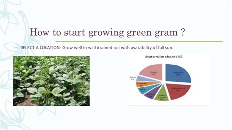 Pre or post harvesting of green gram