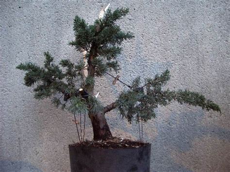 Juniperus Media Les Chuhin Et Autres Grands Bonsa Parlonsbonsai