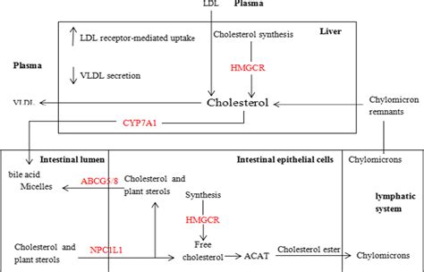 Lactobacillus Mediates The Expression Of Npc1l1 Cyp7a1 And Abcg5 Genes To Regulate Cholesterol