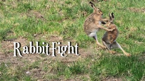 Was für ein Hasen Kampf rabbit fight YouTube