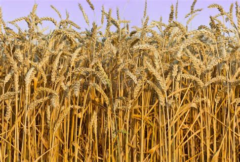 Seamless Wheat Field Texture Background Golden Ripe Ears Of Wheat In