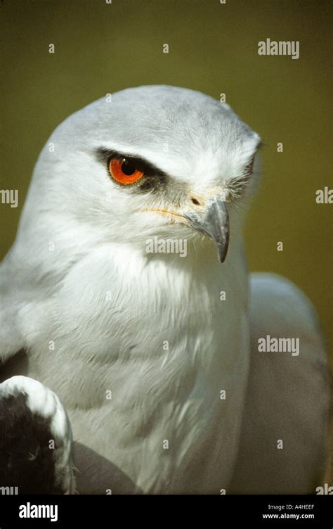 Head Of Black Winged Kite Elanus Caeruleus Stock Photo Alamy