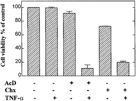 Effects Of TNF On The Viability Of Mesangial Cells In The Presence And